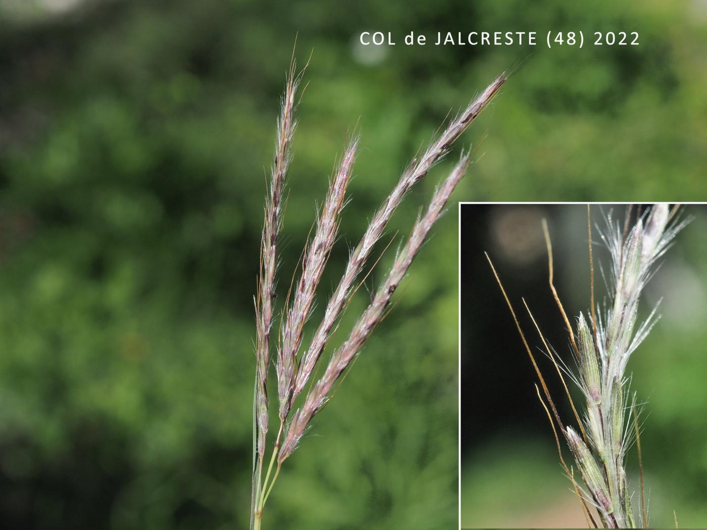 Finger-grass, Bearded flower